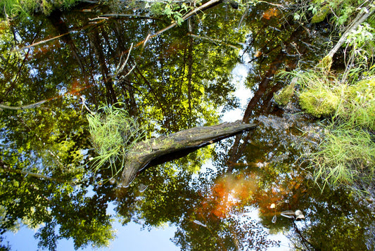 Reflection Pool